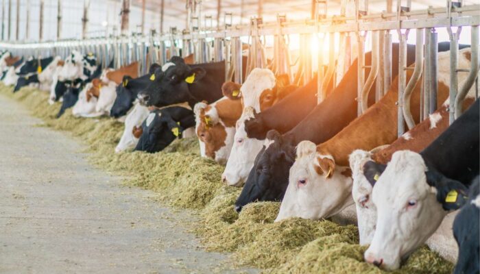 Uitspraak Geurhinder Veehouderij