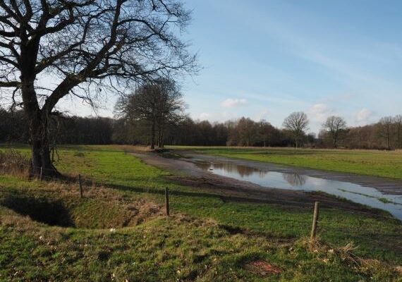 Stukje Land Met Boom En Watertje